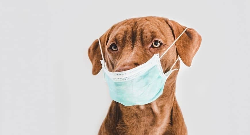 Claves para un buen desconfinamiento en perros: cómo evitar la temida ansiedad por separación cuando vuelvas al trabajo
